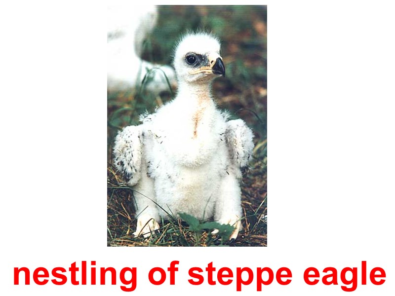 nestling of steppe eagle